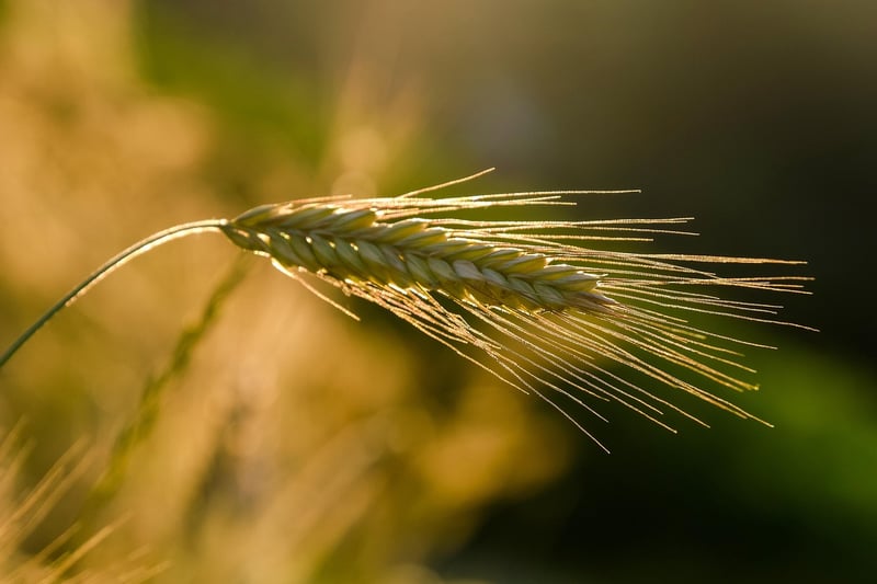 Sustainable Agriculture